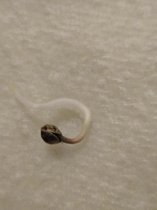 #SSSC Test 2. A005 Auto. Week 0