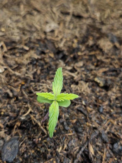 #SSSC Test A005 Auto. Week 2