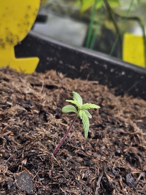 #SSSC Test A005 Auto. Week 2