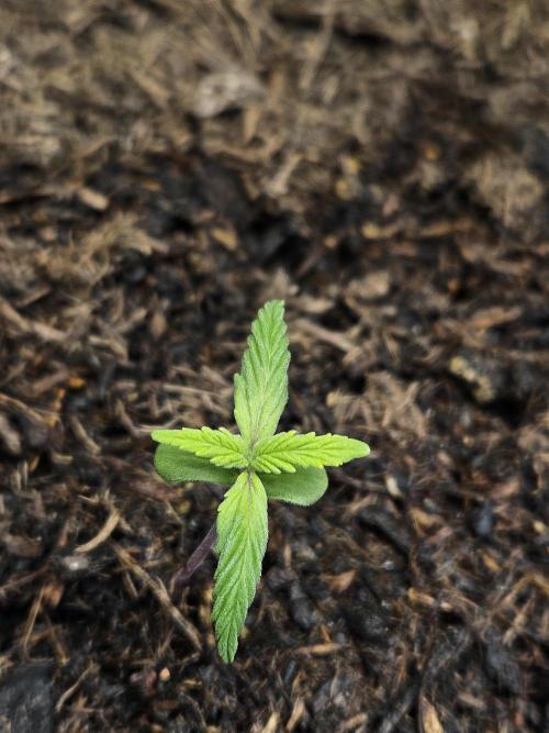 #SSSC Test A005 Auto. Week 2