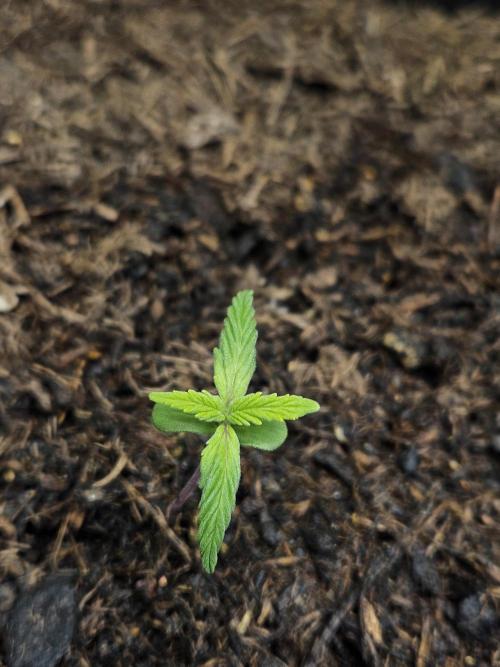 #SSSC Test A005 Auto. Week 2