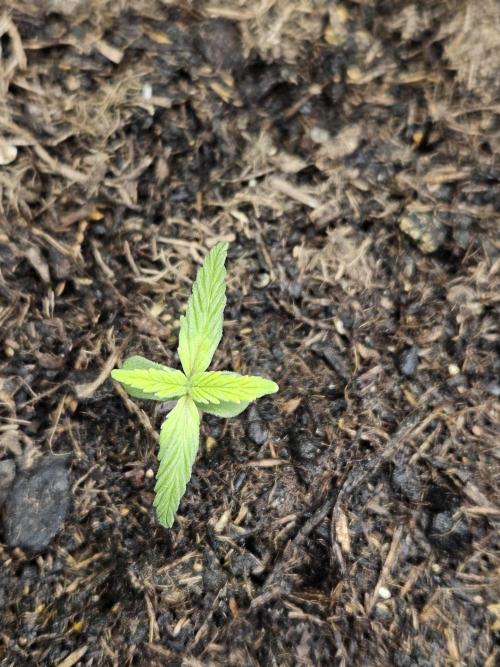 #SSSC Test A005 Auto. Week 2