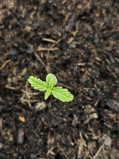 #SSSC Test 2. A005 Auto. Week 1