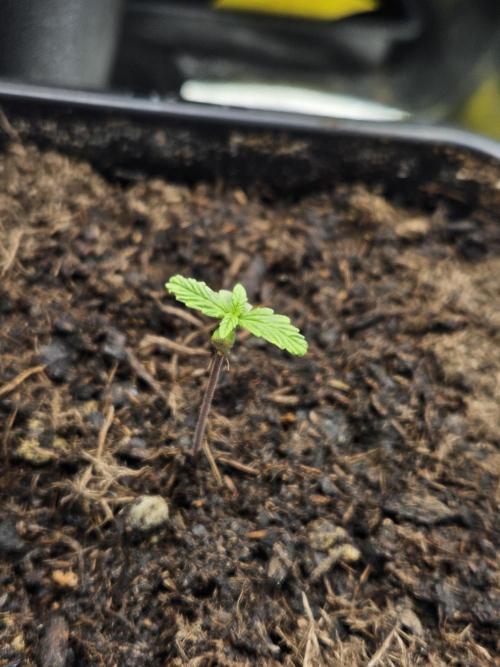 #SSSC Test 2. A005 Auto. Week 1