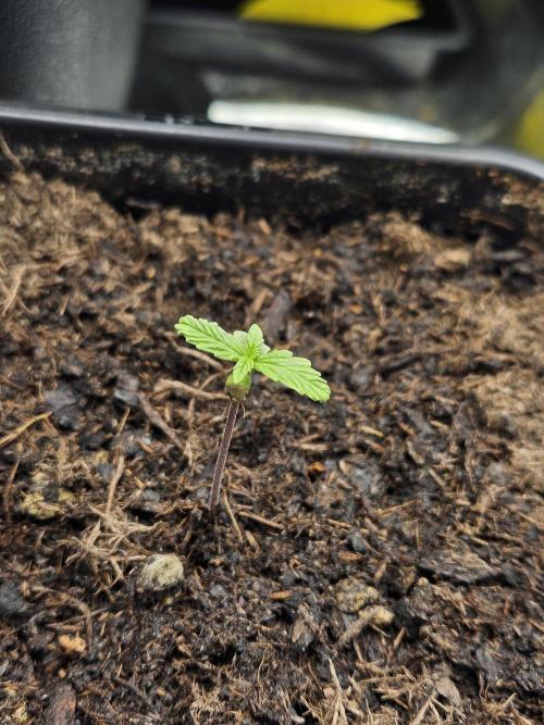 #SSSC Test 2. A005 Auto. Week 1