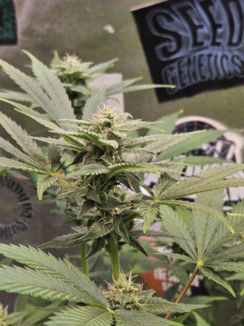 White Widow Auto. Week 9