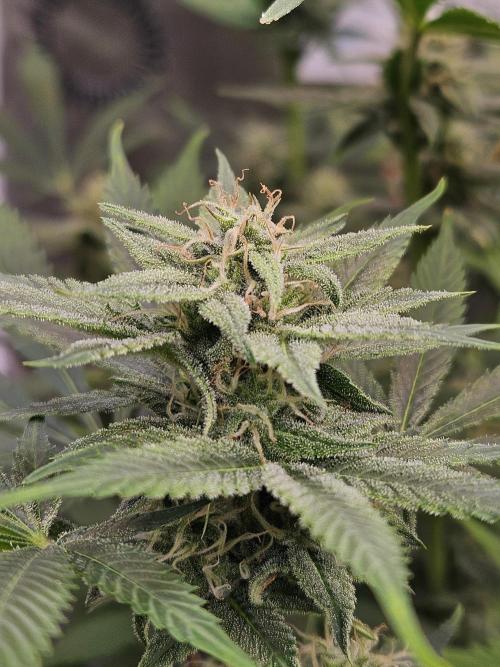 White Widow Auto. Week 9