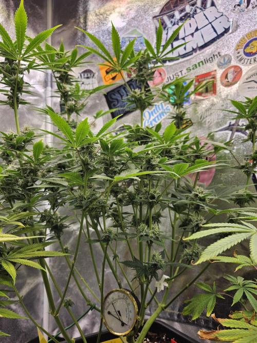 White Widow Auto. Week 9