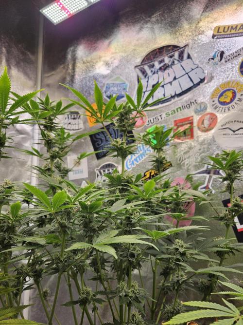 White Widow Auto. Week 9