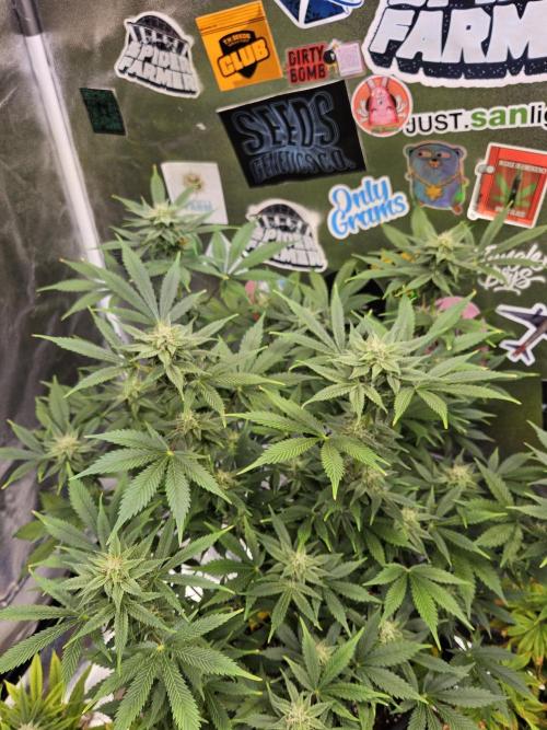 White Widow Auto. Week 9