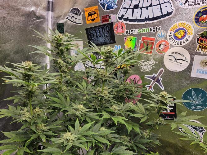 White Widow Auto. Week 9