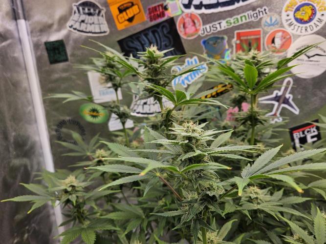 White Widow Auto. Week 9