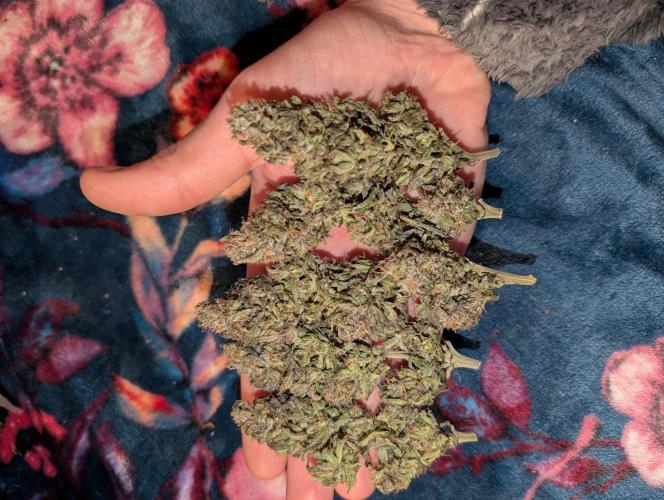 Lemon Shining Silver Haze 2. Run. Week 18