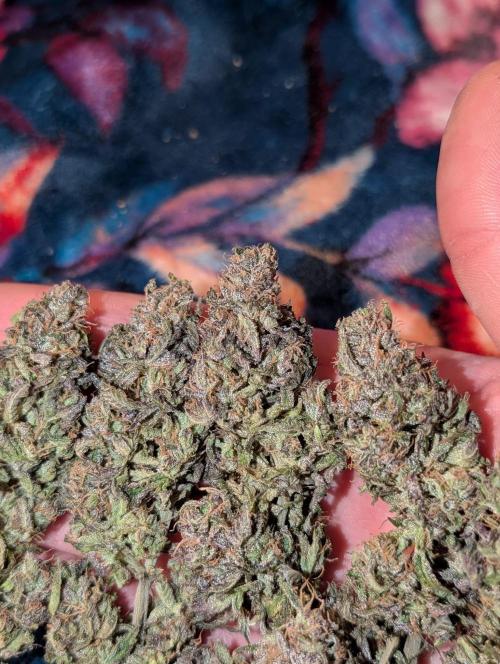 Lemon Shining Silver Haze 2. Run. Week 18