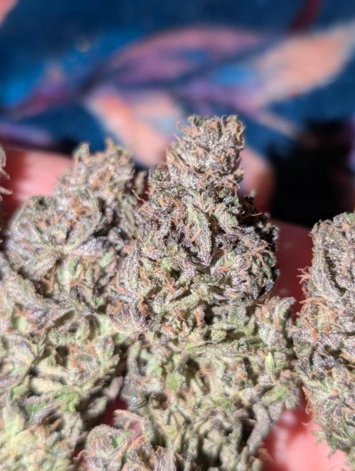 Lemon Shining Silver Haze 2. Run. Week 18