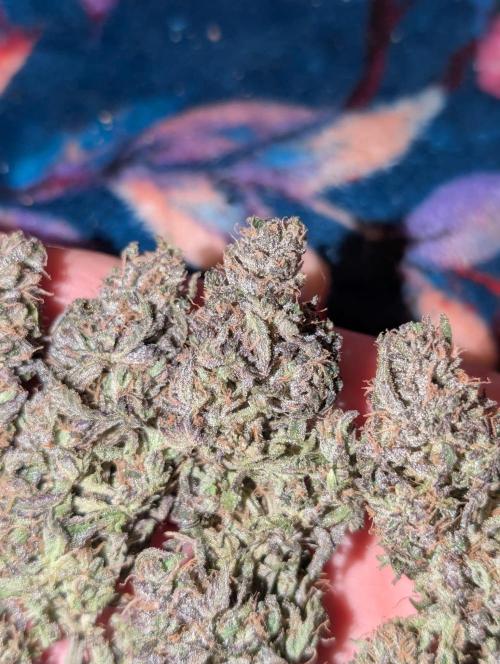 Lemon Shining Silver Haze 2. Run. Week 18