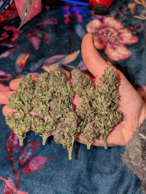 Lemon Shining Silver Haze 2. Run. Week 18