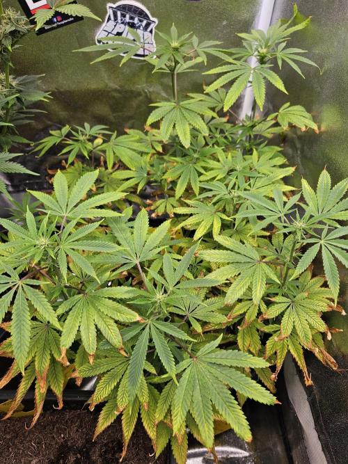 Cherry Limeade. Week 12