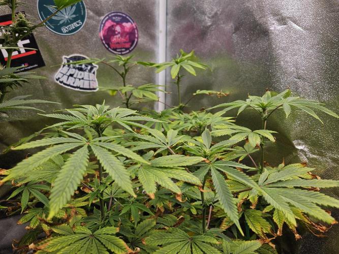 Cherry Limeade. Week 12