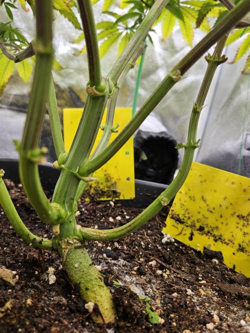 Cherry Limeade. Week 12