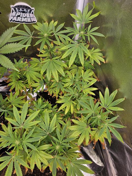 Cherry Limeade. Week 12