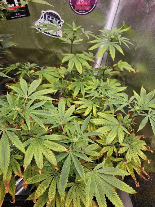 Cherry Limeade. Week 12