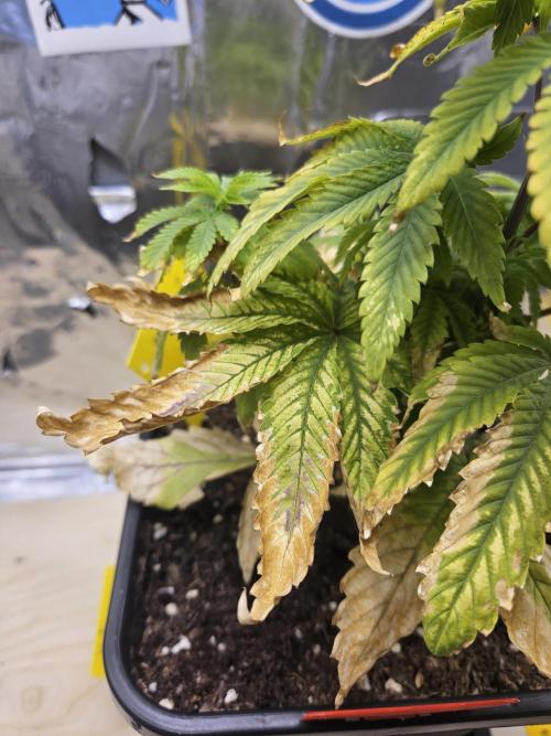 Cherry Limeade 2.. Week 7