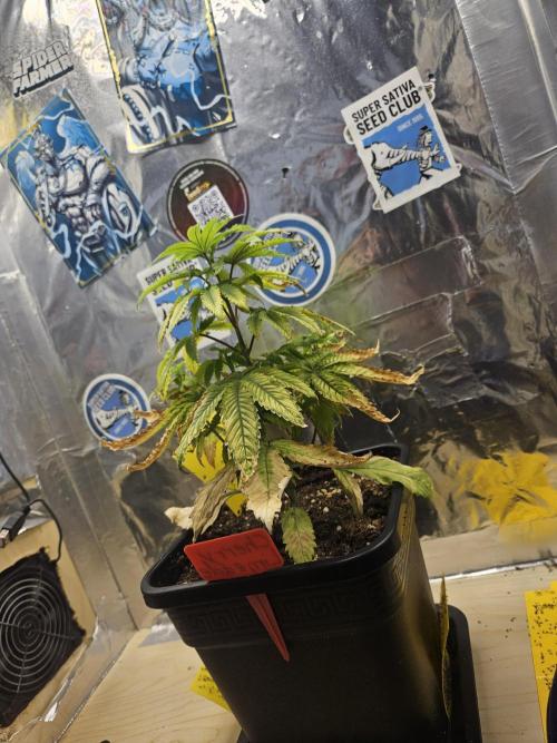 Cherry Limeade 2.. Week 7