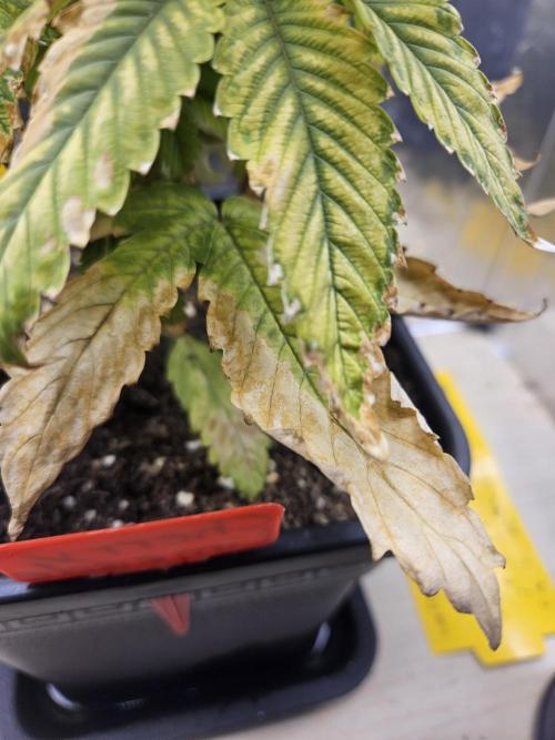 Cherry Limeade 2.. Week 7