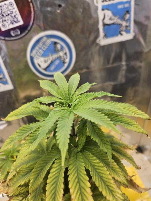 Cherry Limeade 2.. Week 7