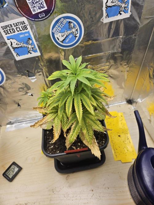 Cherry Limeade 2.. Week 7