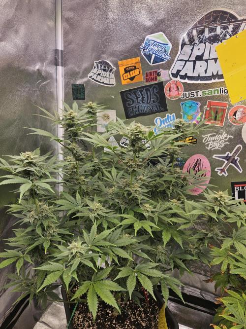 White Widow Auto. Week 10