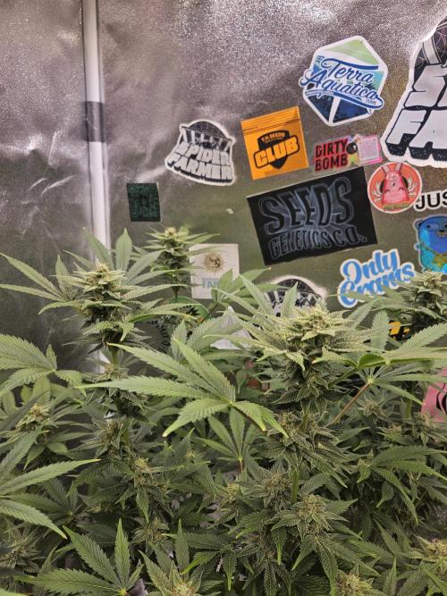 White Widow Auto. Week 10