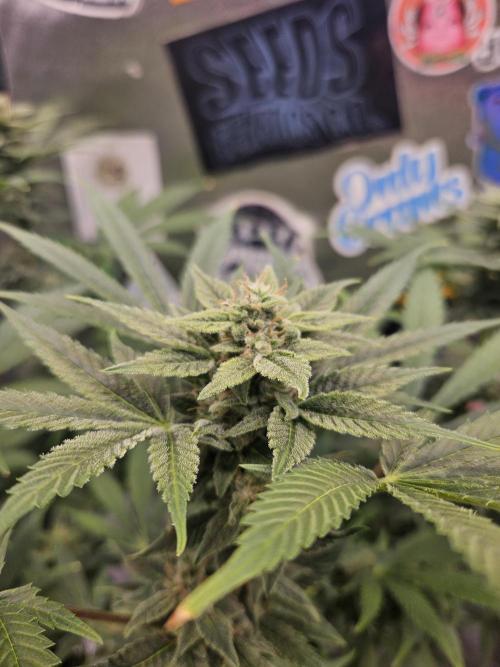 White Widow Auto. Week 10