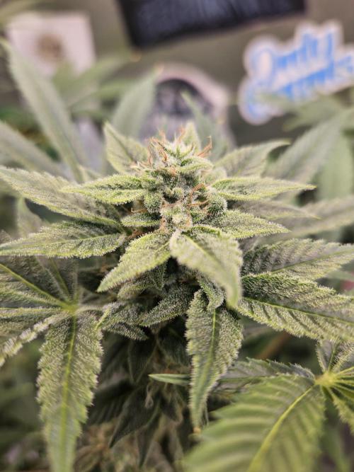 White Widow Auto. Week 10