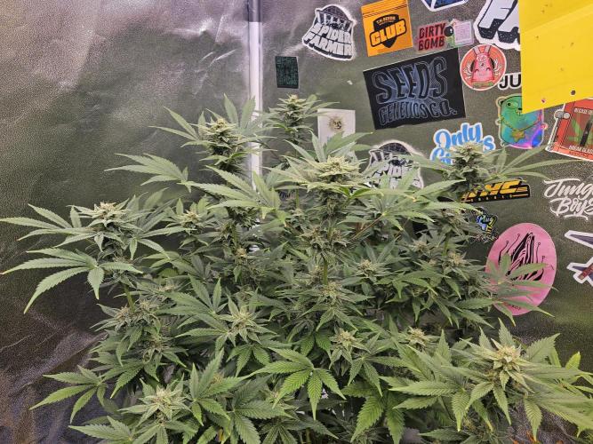 White Widow Auto. Week 10