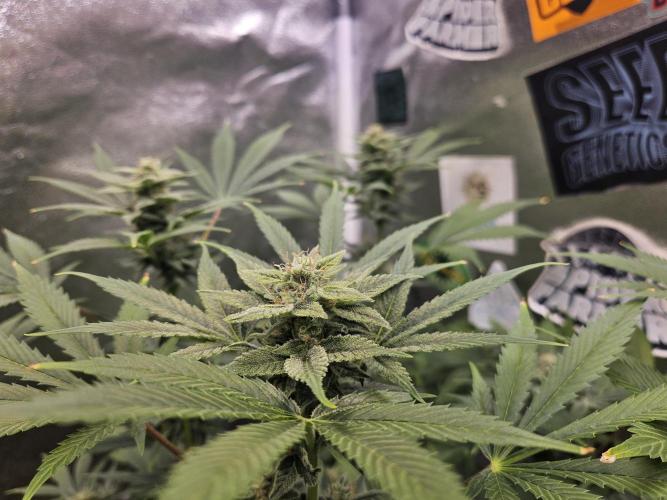 White Widow Auto. Week 10