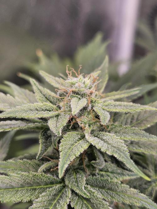 White Widow Auto. Week 10