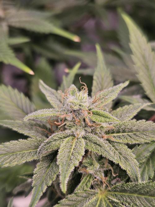 White Widow Auto. Week 10