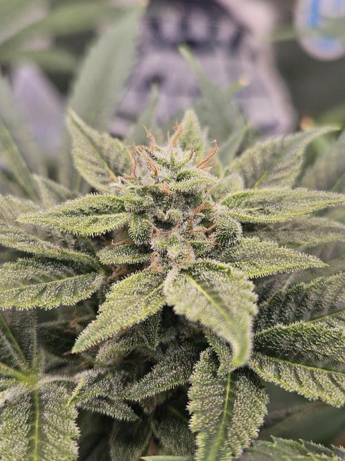 White Widow Auto. Week 10