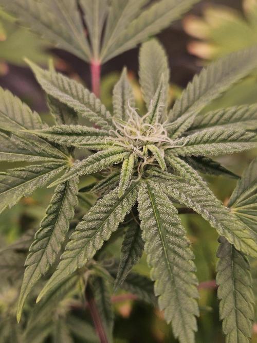 Cherry Limeade. Week 13