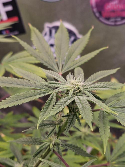 Cherry Limeade. Week 13