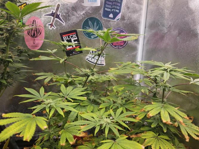 Cherry Limeade. Week 13