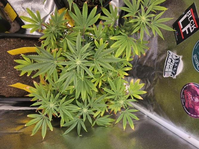 Cherry Limeade. Week 13