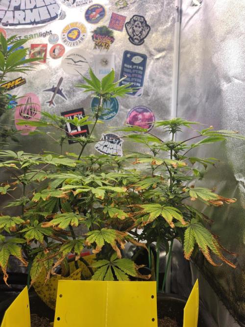 Cherry Limeade. Week 13