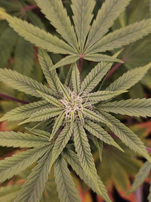 Cherry Limeade. Week 13