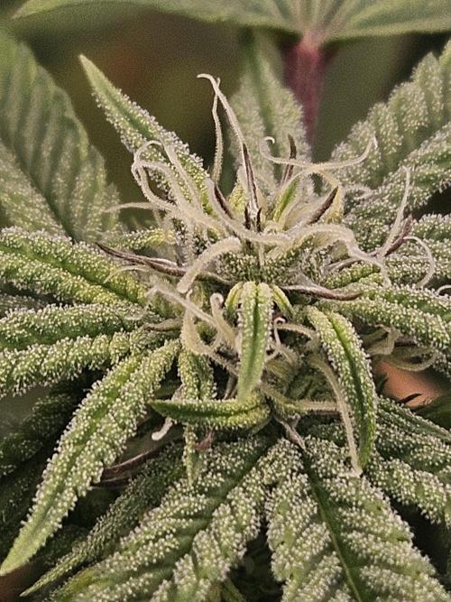 Cherry Limeade. Week 13