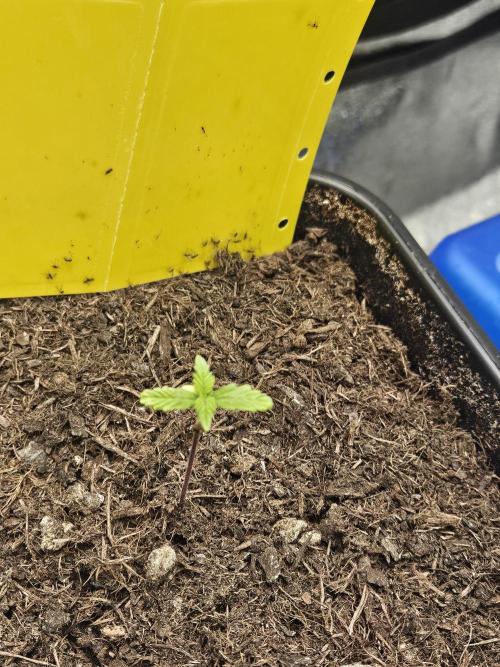 #SSSC Test 2. A005 Auto. Week 2