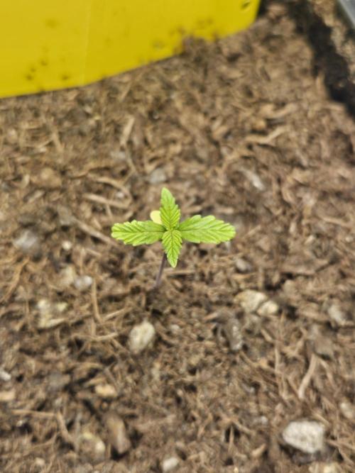 #SSSC Test 2. A005 Auto. Week 2