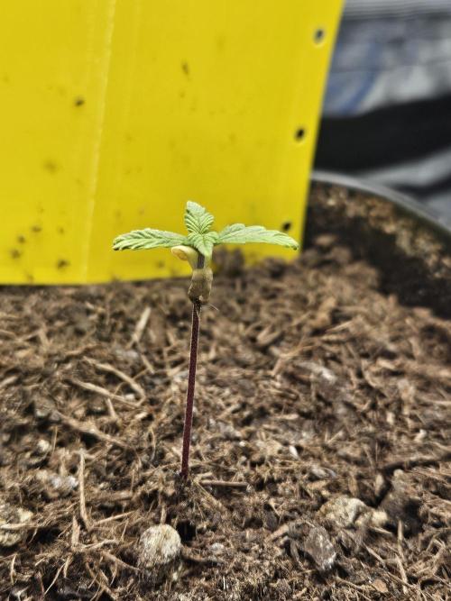 #SSSC Test 2. A005 Auto. Week 2